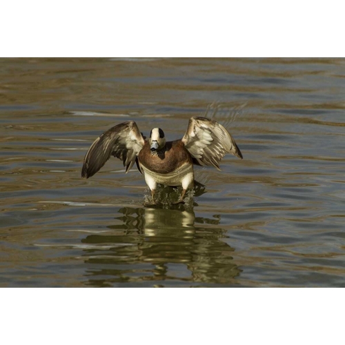 New Mexico American wigeon landing